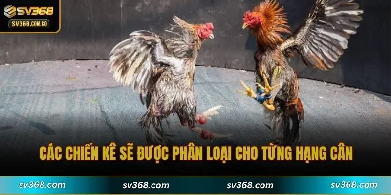Các chiến kê sẽ được phân loại cho từng hạng cân