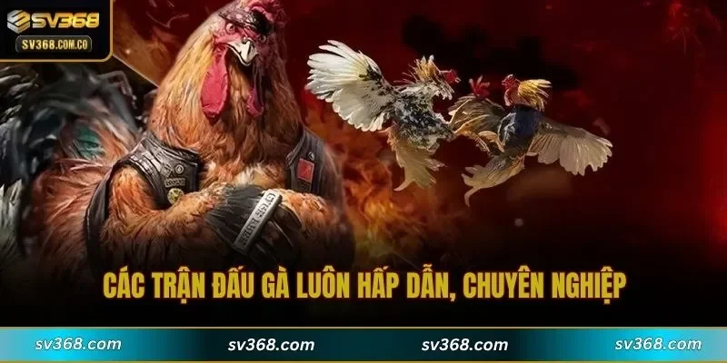 Các trận đấu gà luôn hấp dẫn, chuyên nghiệp