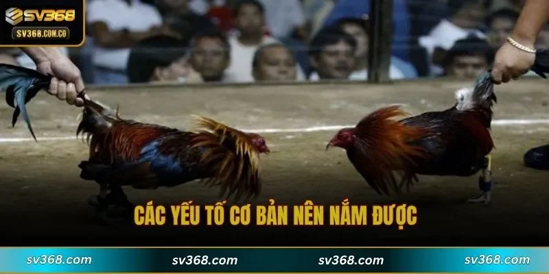 Các yếu tố cơ bản nên nắm được