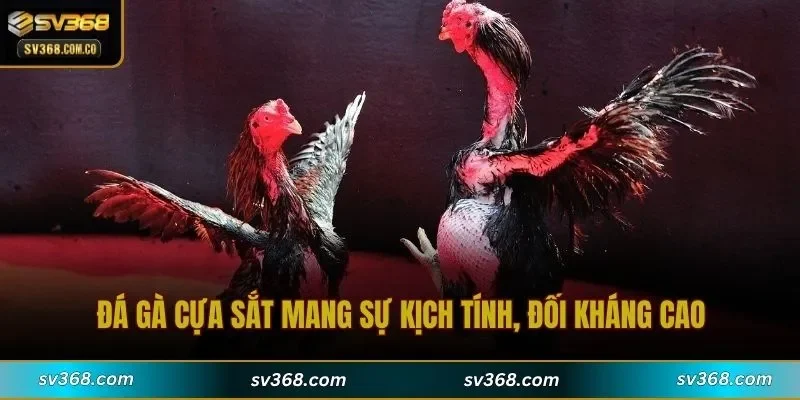 Đá gà cựa sắt mang sự kịch tính, đối kháng cao