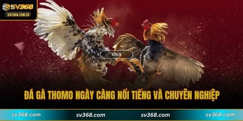 Đá gà Thomo ngày càng nổi tiếng và chuyên nghiệp