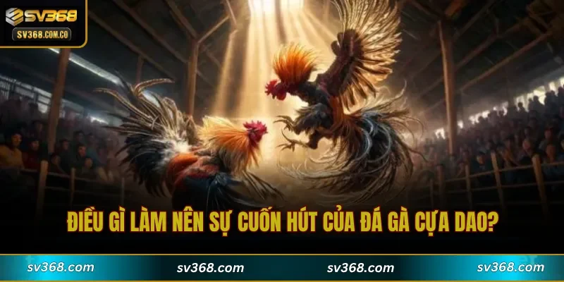 Điều gì làm nên sự cuốn hút của Đá Gà Cựa Dao?