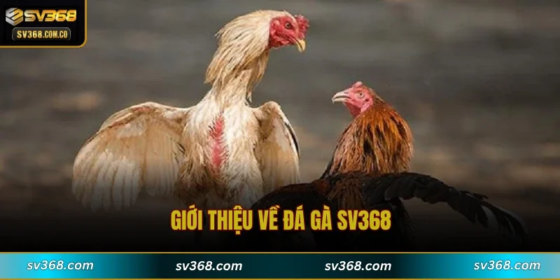 Giới thiệu về đá gà SV368
