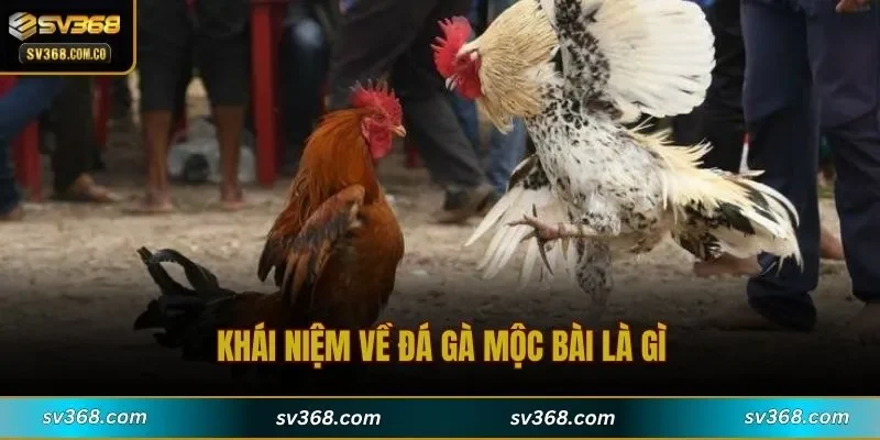 Khái niệm về đá gà Mộc Bài là gì