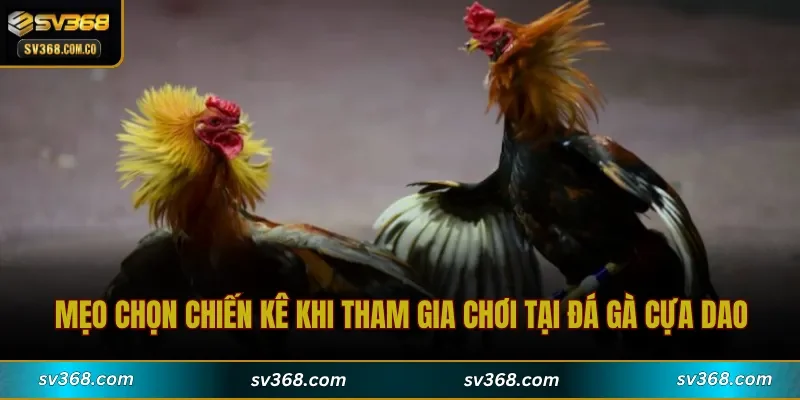 Mẹo chọn chiến kê khi tham gia chơi tại đá gà cựa dao