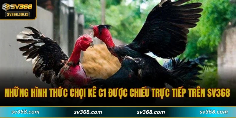 Những hình thức chọi kê C1 được chiếu trực tiếp trên SV368