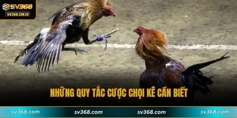 Những quy tắc cược chọi kê cần biết