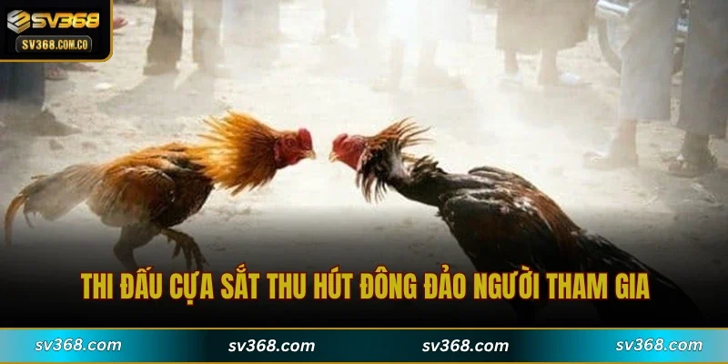 Thi đấu cựa sắt thu hút đông đảo người tham gia