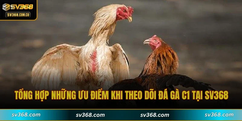 Tổng hợp những ưu điểm khi theo dõi đá gà C1 tại SV368