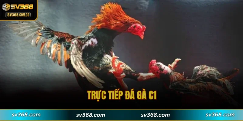 Trực Tiếp Đá Gà C1