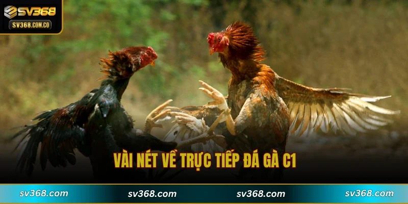 Vài nét về trực tiếp đá gà C1